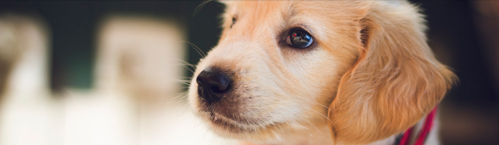 Dogsalon Vivi 兵庫県姫路市を拠点に犬たちのためのペットホテル トリミング ドッグサロンを行っています